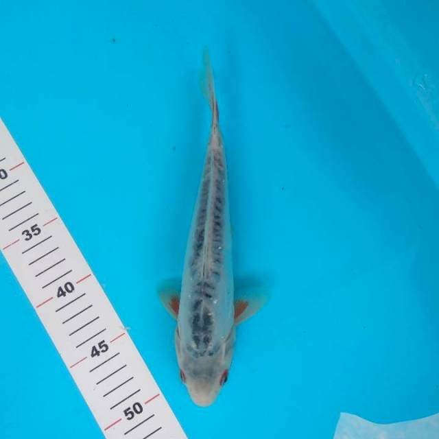 Shusui 25cm