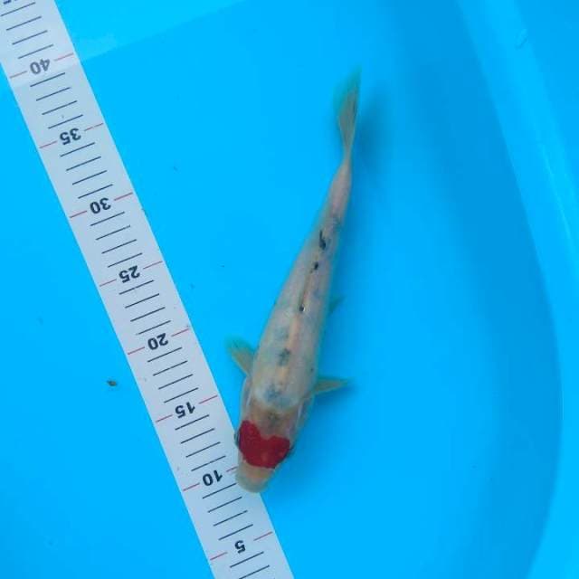 Thanco sanke 27cm
