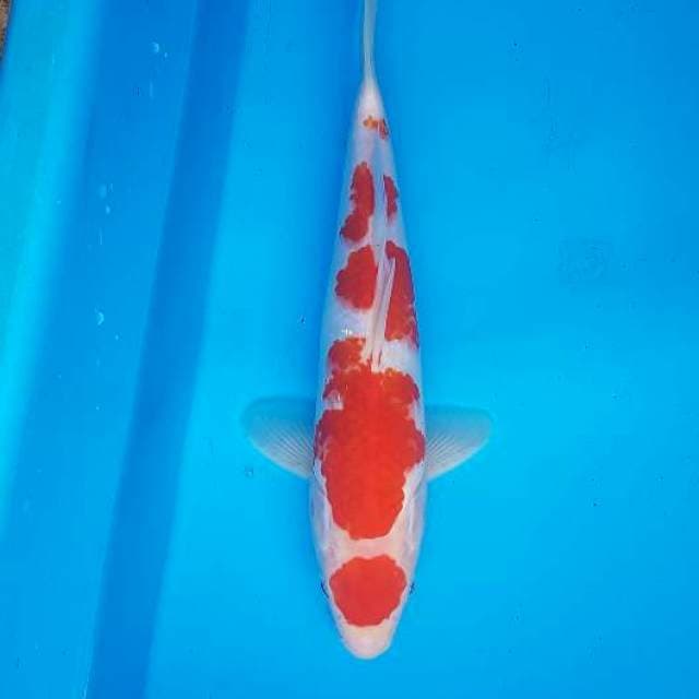 Kohaku maruten