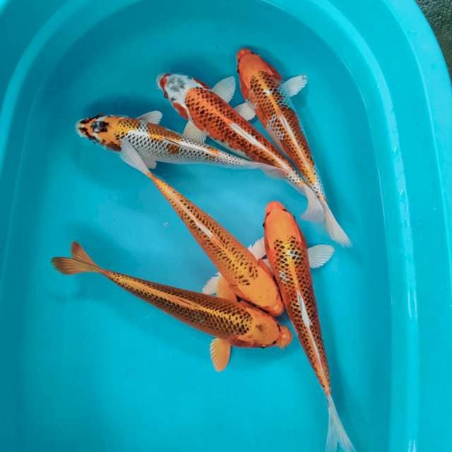 Paket kojaku 30-35cm 6ekor