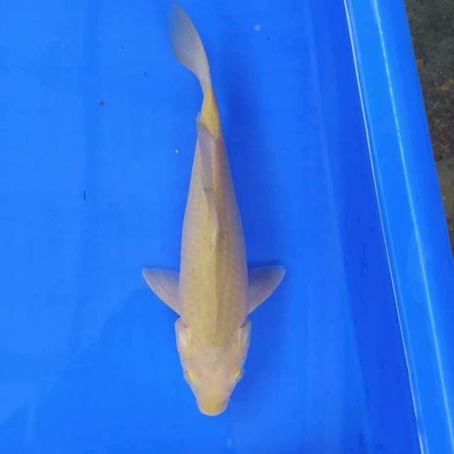 Midori 29 cm