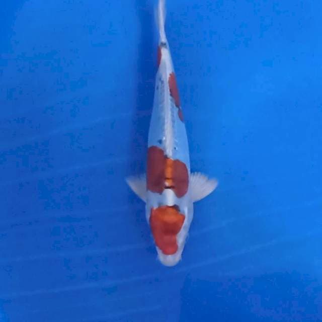 Kiko 26Cm