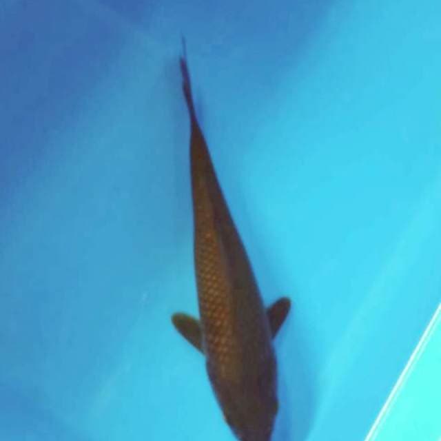 Tembaga 23cm