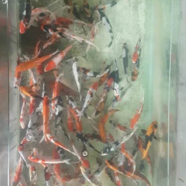 Paket mix 100ekor