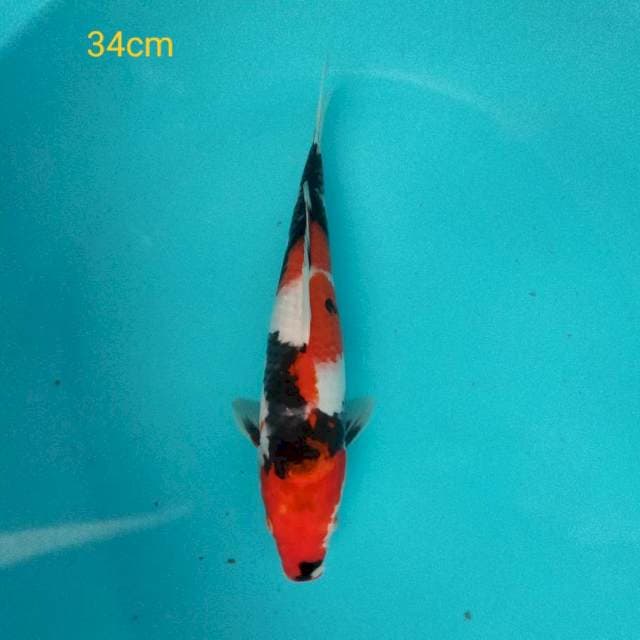 Showa 34 cm