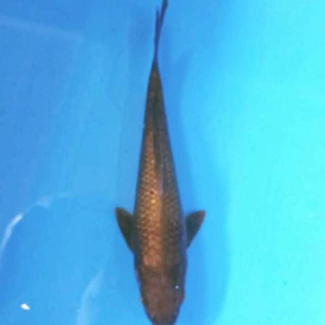 Tembaga 23cm
