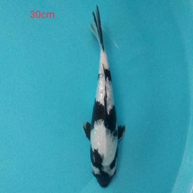 Shiro Ginrin 30cm