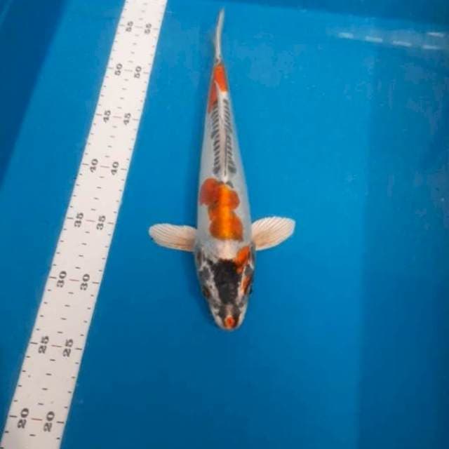 Kikko 27cm