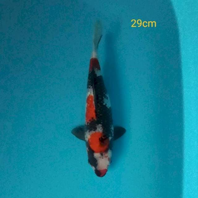 Showa ginrin 29cm