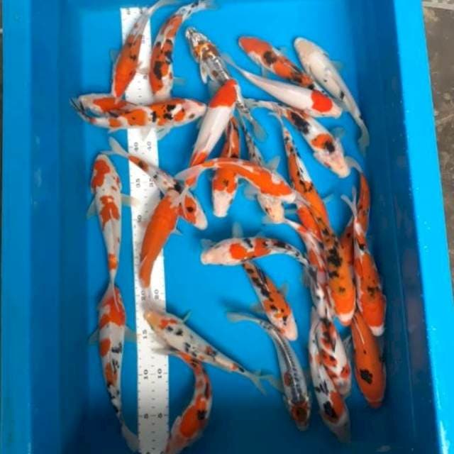 Paket 30 ekor