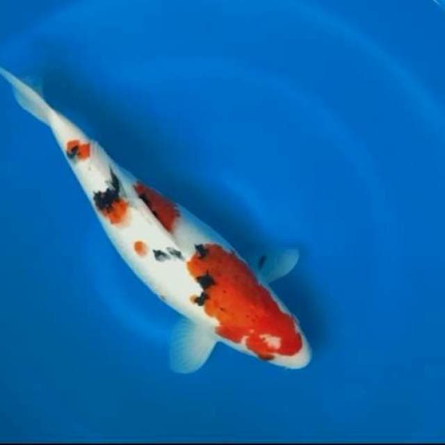 Szanke 42Cm