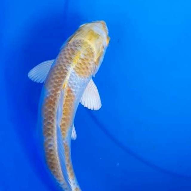 Hariwake