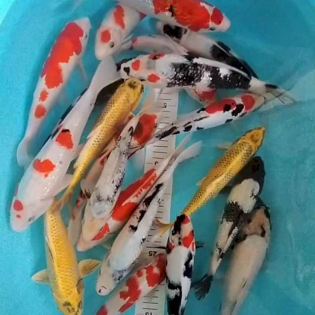 Nano nano 24-27cm