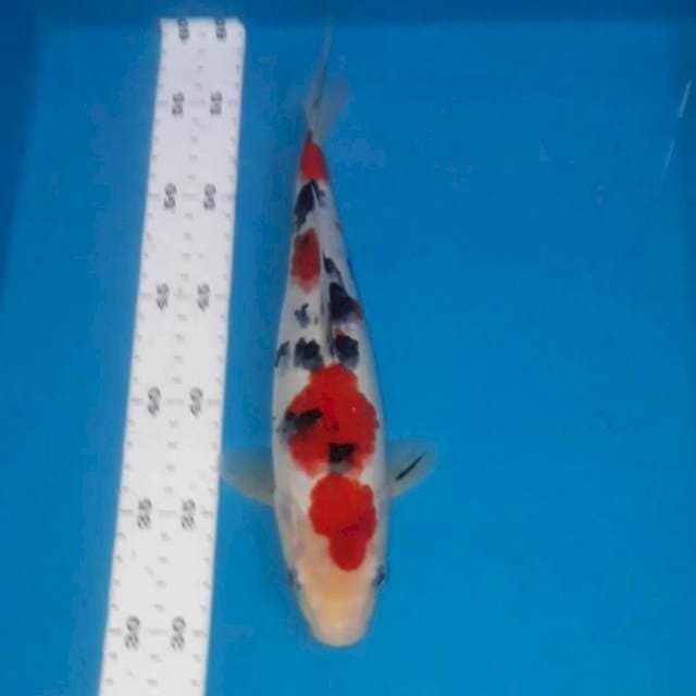 Sanke 27 cm