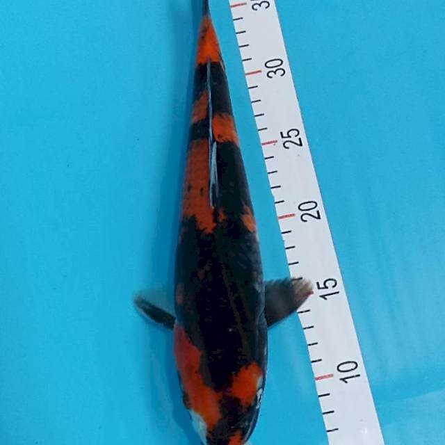 Showa 34  cm male