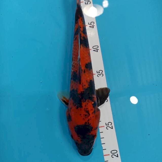 Hi utsuri 34 cm