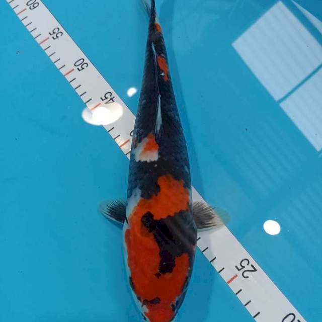 33 cm female moto goro imbang