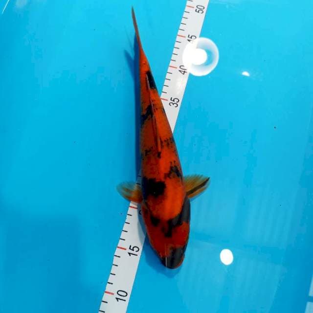 Utsuri 33 cm jantan