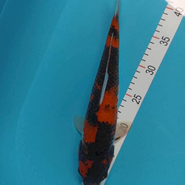 32 cm showa