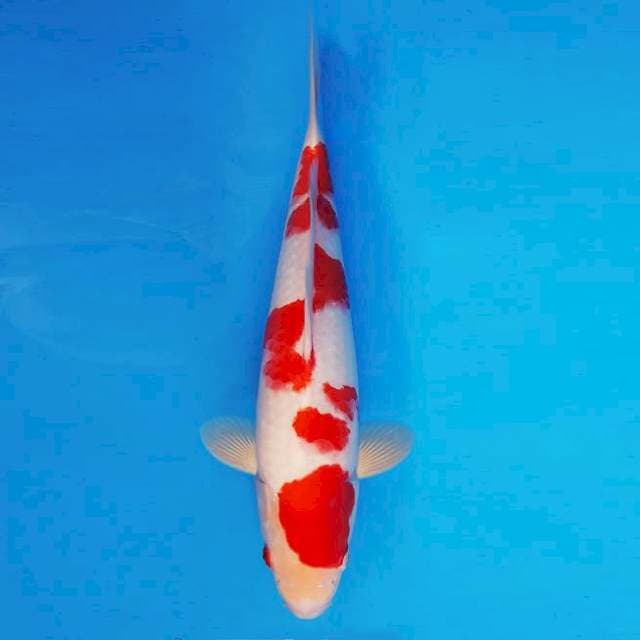 BANZAI 1 ~ KOHAKU ™