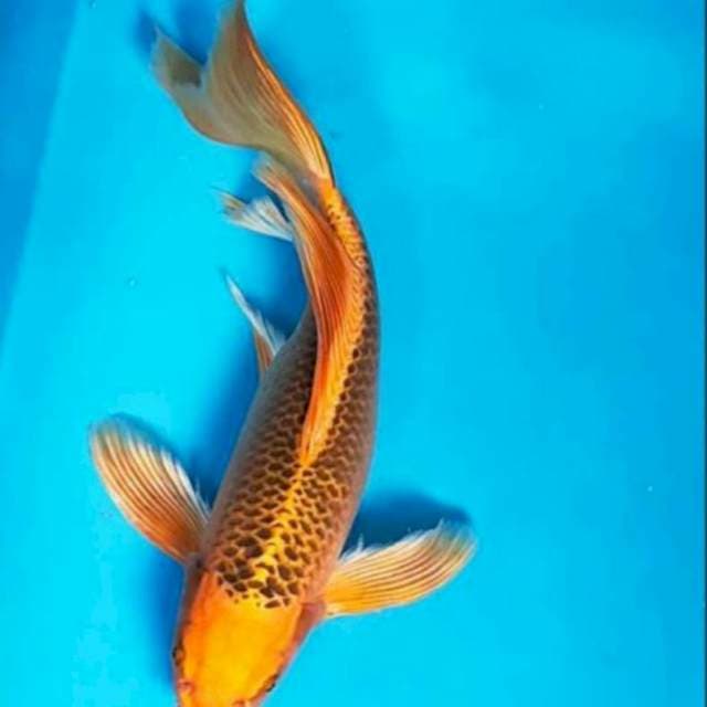 Kumpay gin matsuba 32 cm