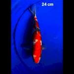 SANKE GINDRIN 24 CM 