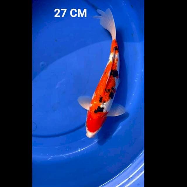 SANKE GINDRIN 27cm