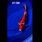 SANKE GINDRIN 27cm