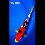 SANKE GINDRIN 25CM