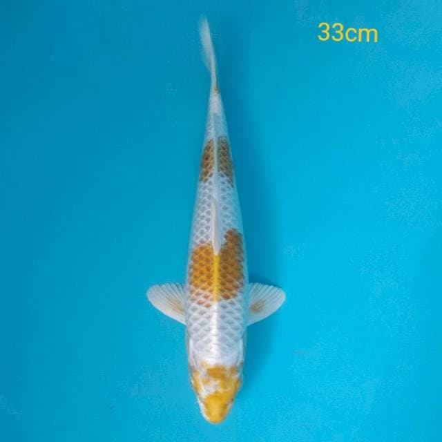 Hariwake 33cm