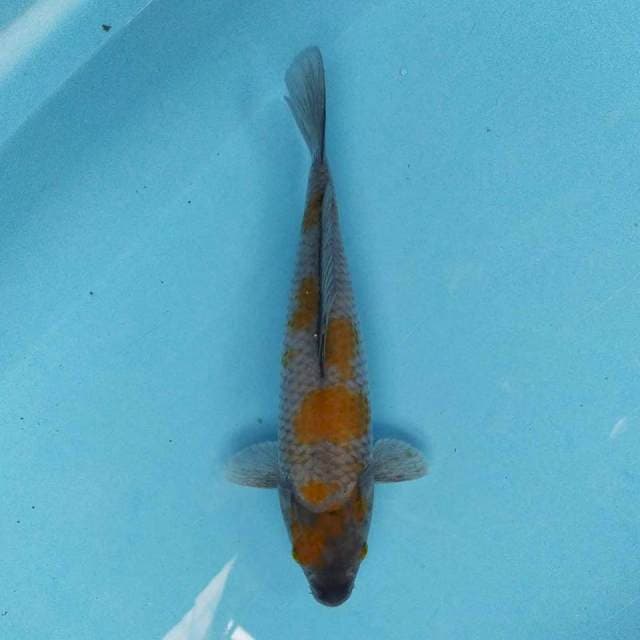 Ochiba 29 cm