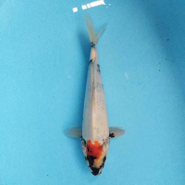 Tancho Showa 27 cm