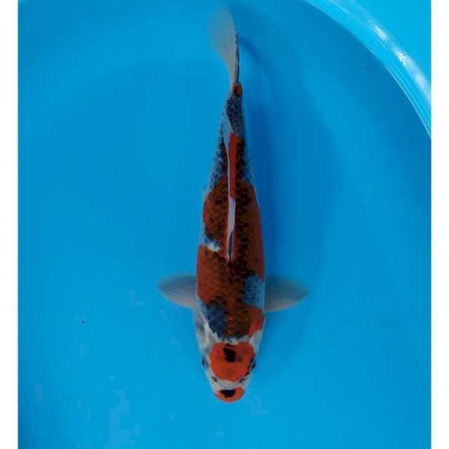 maruten goshiki 33 cm Male