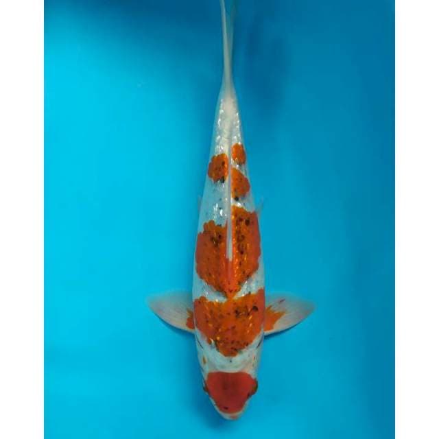 maruten ginrin 33 cm male