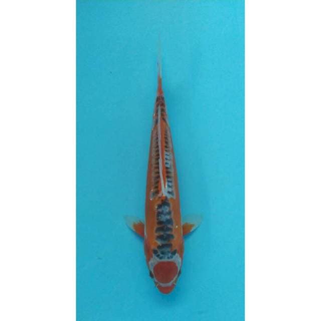 maruten shusui 30 cm male