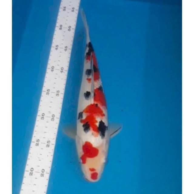 Sanke 32 cm