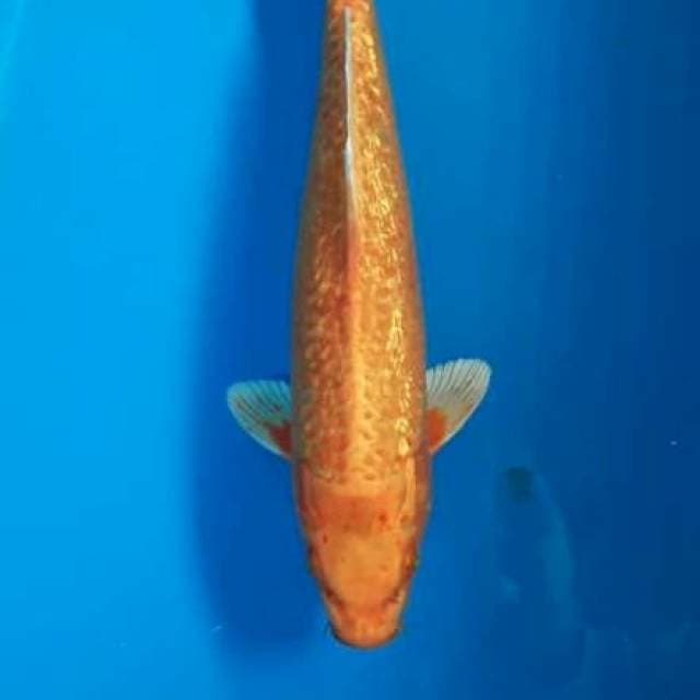 ogon 32 cm male