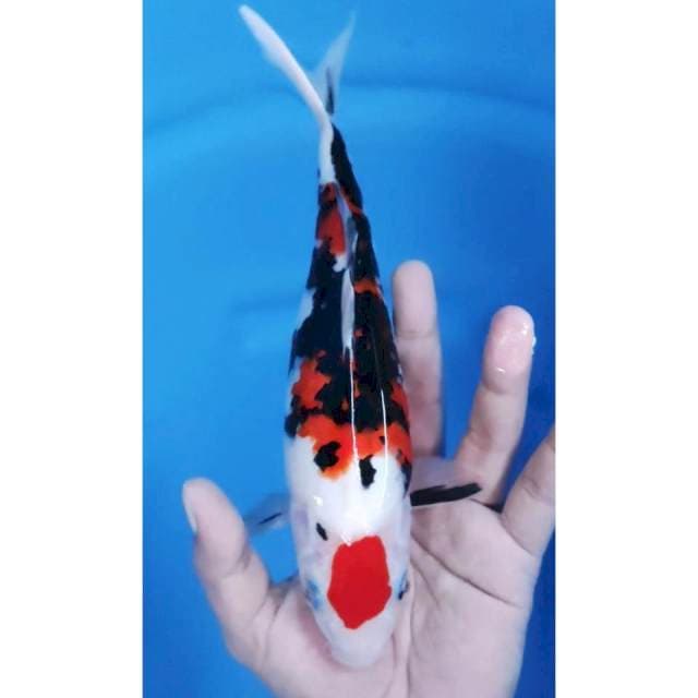 25 CM // MARUTEN SANKE