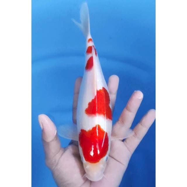 27CM // KOHAKU ORIGINAL