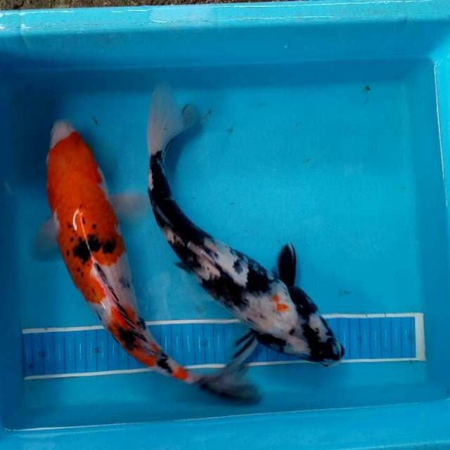 Mix koi