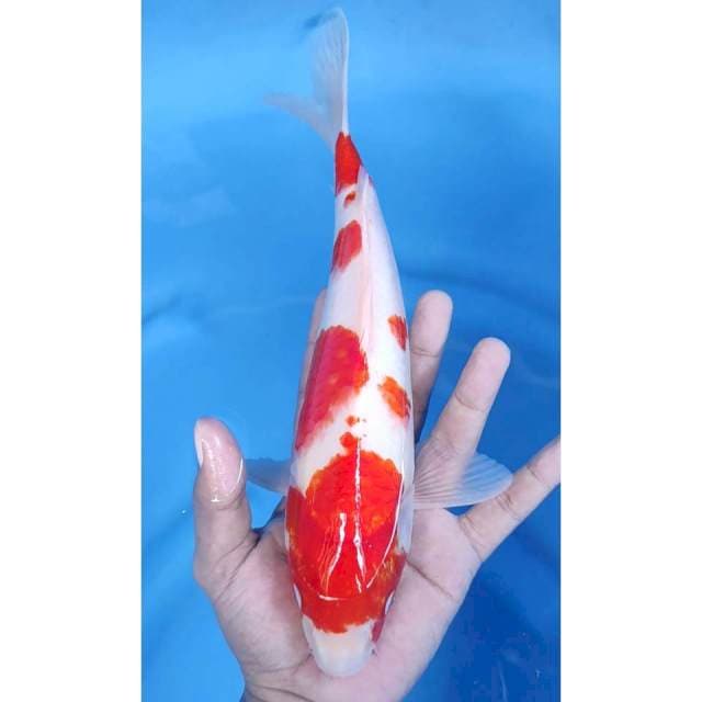 30 CM // KOHAKU