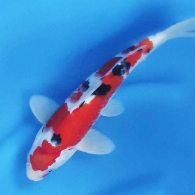 33 CM // SANKE STRONG MALE