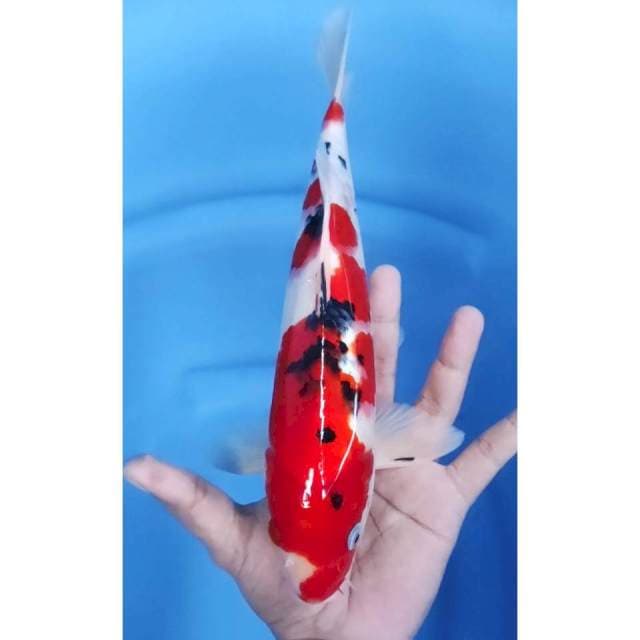 31 CM // SANKE SUPER STRONG MALE