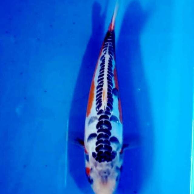 Shusui 28cm...joss muanteeb
