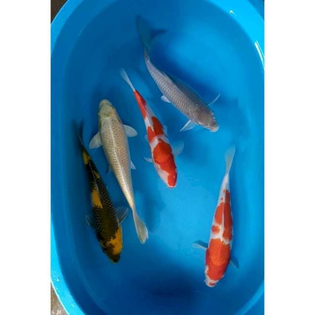 mix 32-35 cm