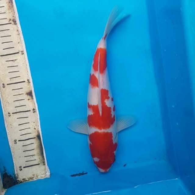 Kohaku 