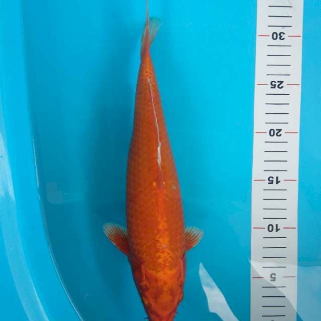 orengi tembus perut 30cm male