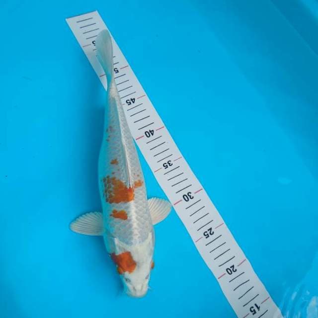 31cm bakat punuk