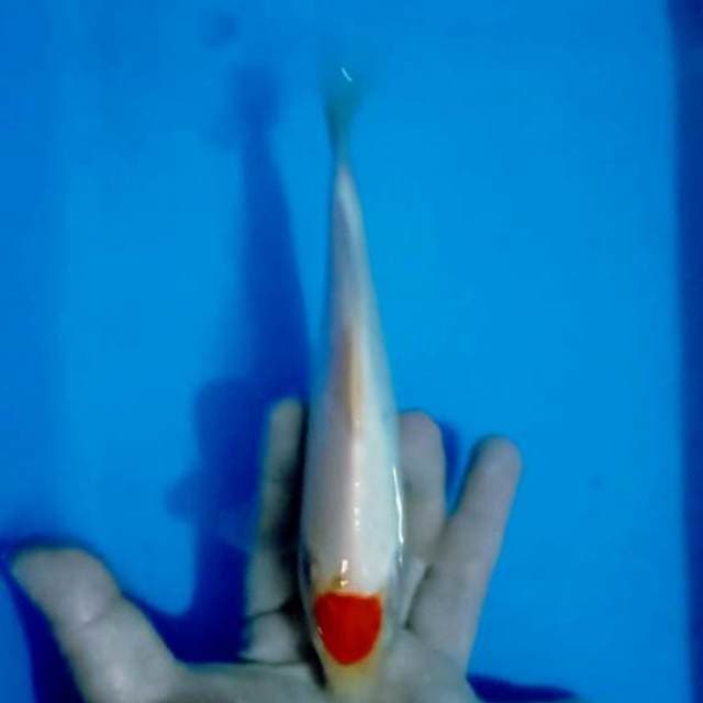 Tancho kohaku 21 cm