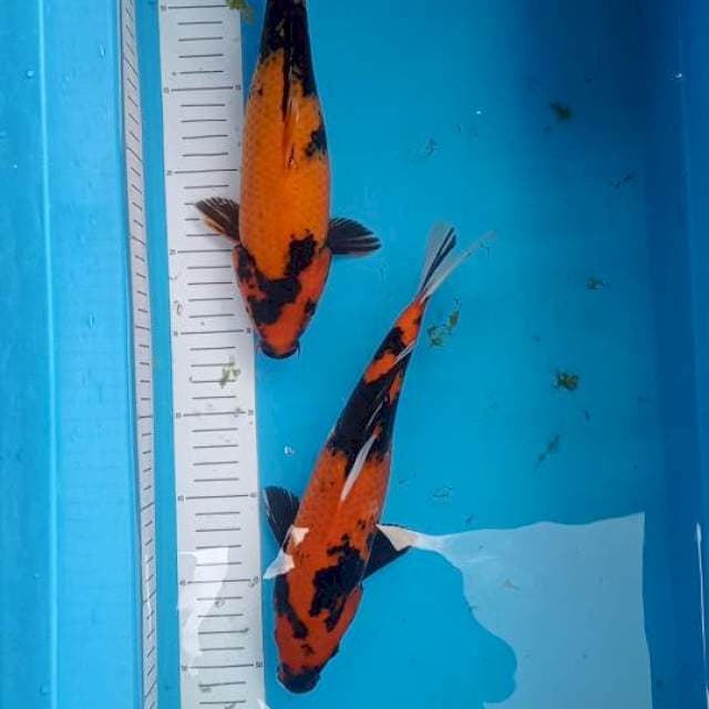 Paket utsuri 2 ekor